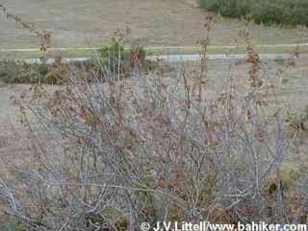 Poison oak photo