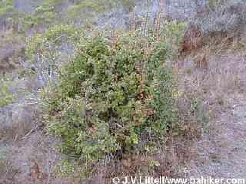 An average size huckleberry shrub