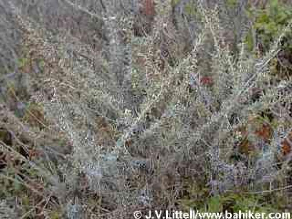 Sagebrush photo