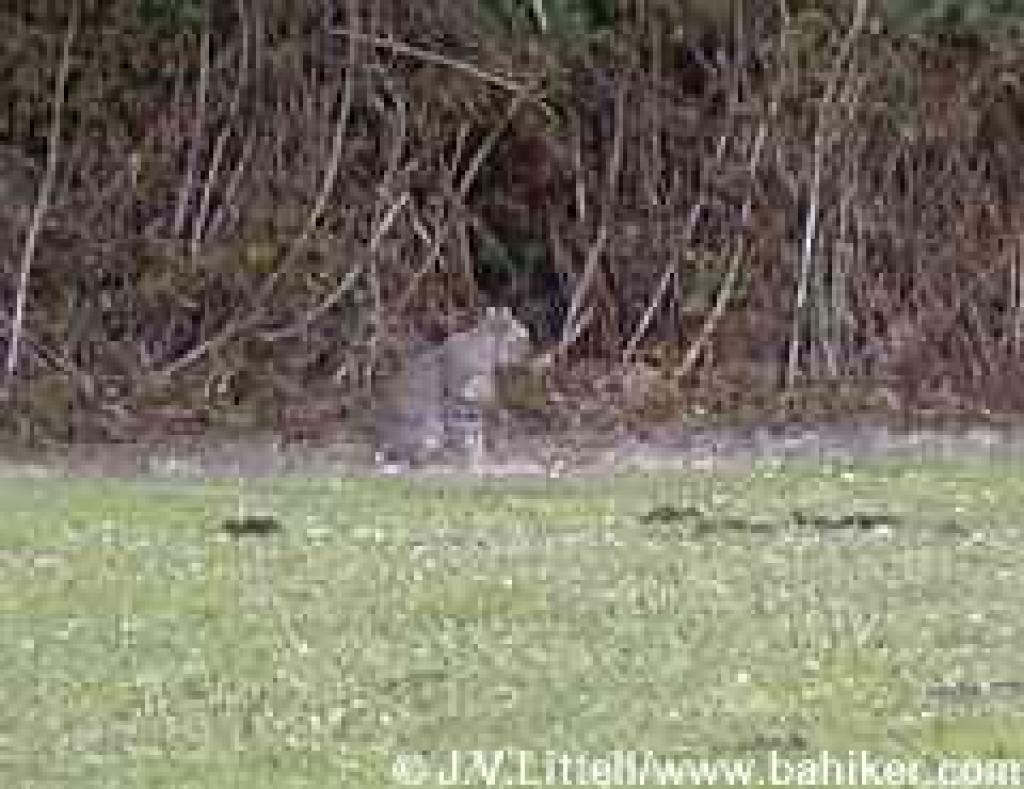 Photo of a small bobcat, Walnut Grove Picnic Area, San Pedro Valley Park