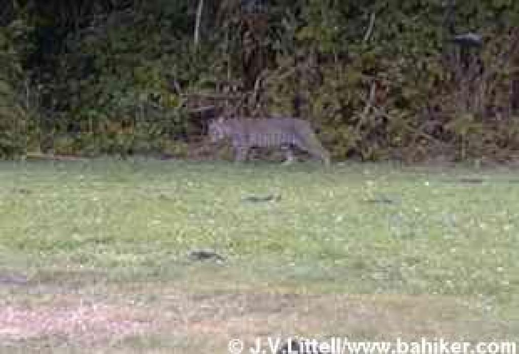 Photo of bobcat, San Pedro Valley Park