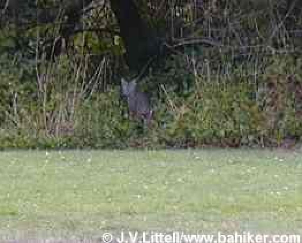 Photo of bobcat, San Pedro Valley Park