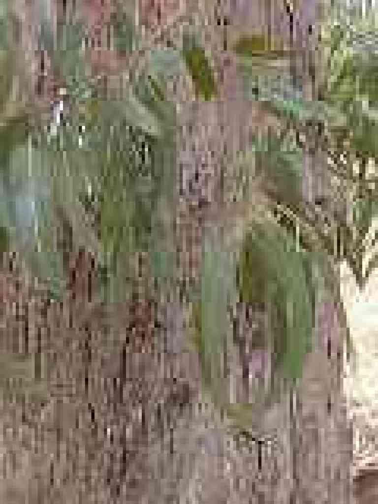 Eucalyptus
