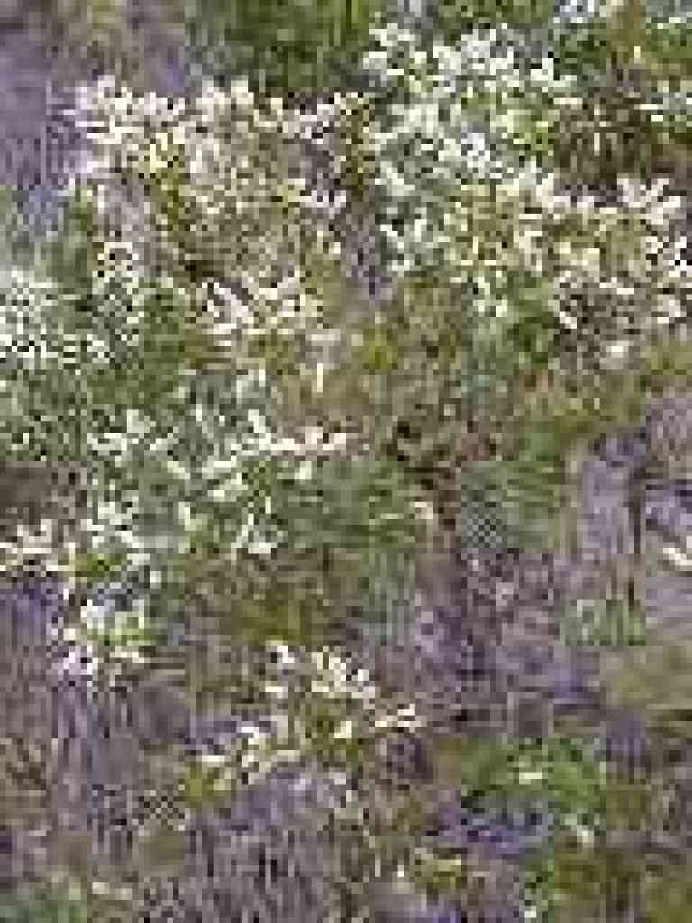 Coyote brush