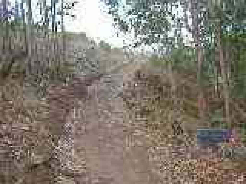 Leaving eucalyptus