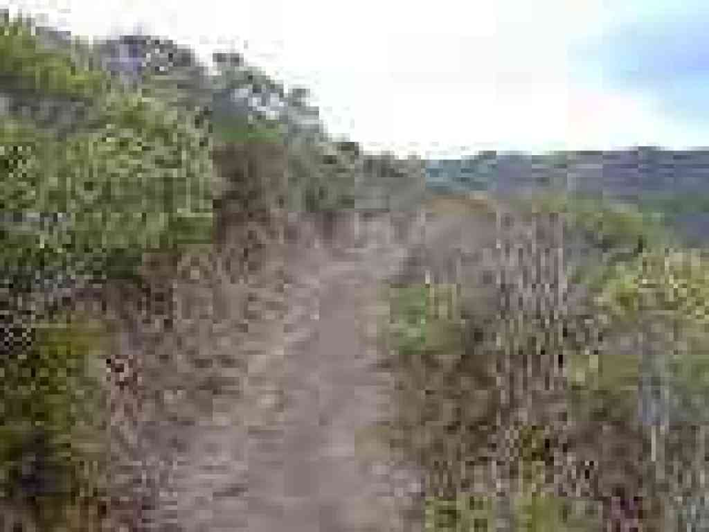 Coyote brush lines the trail