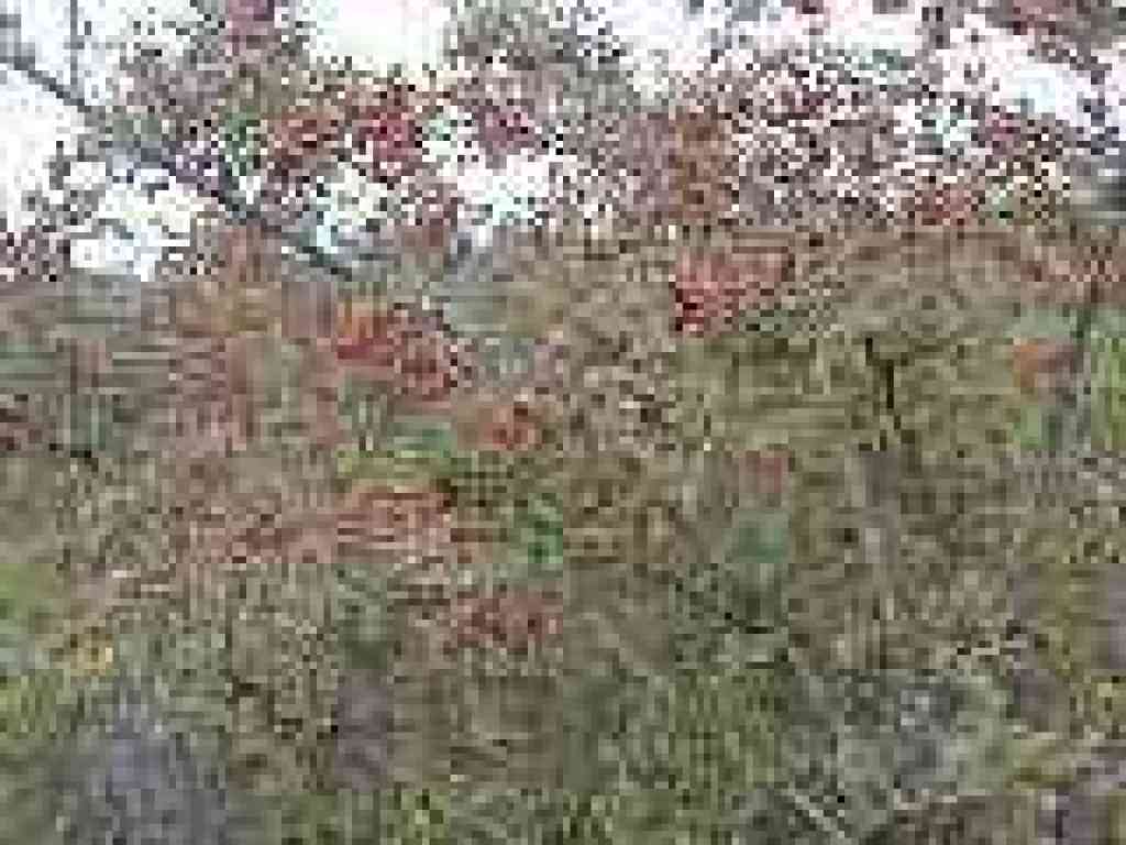 Cotoneaster