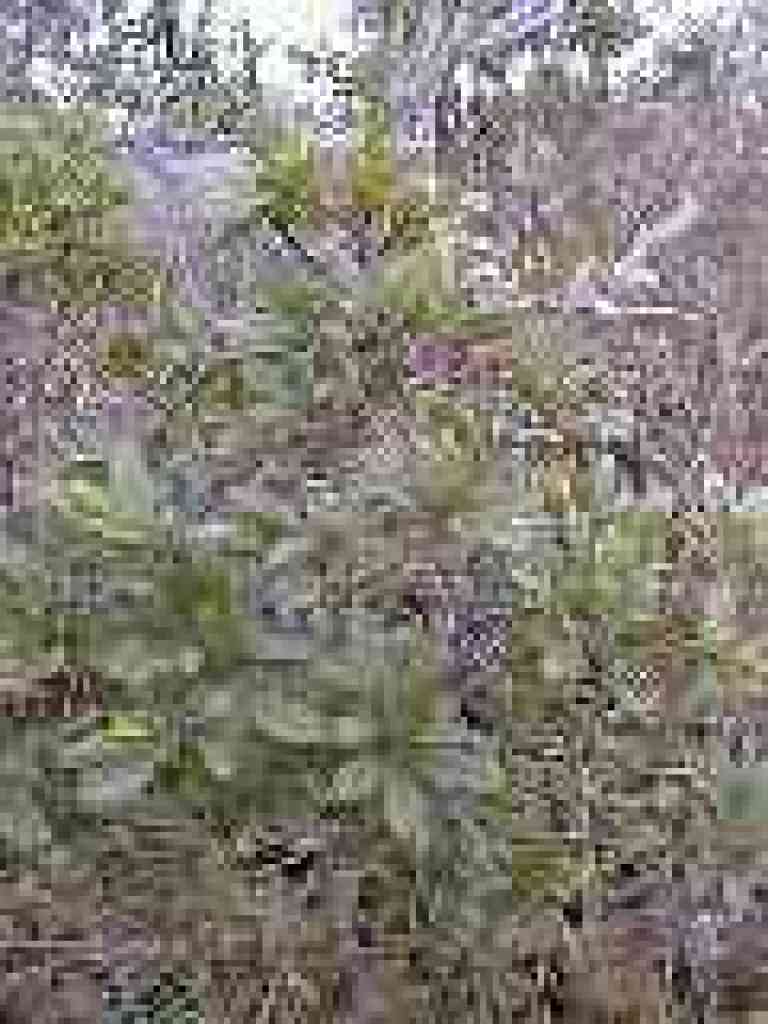 Coffeeberry