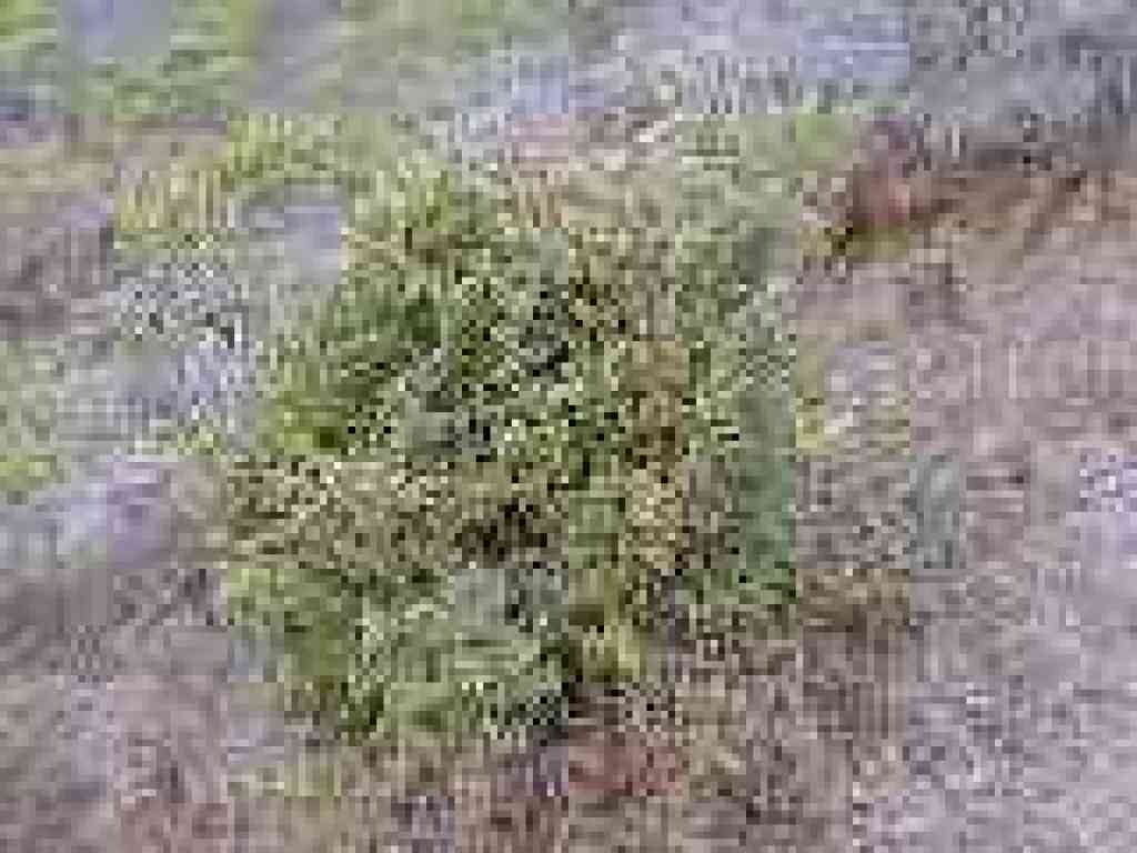 Huckleberry