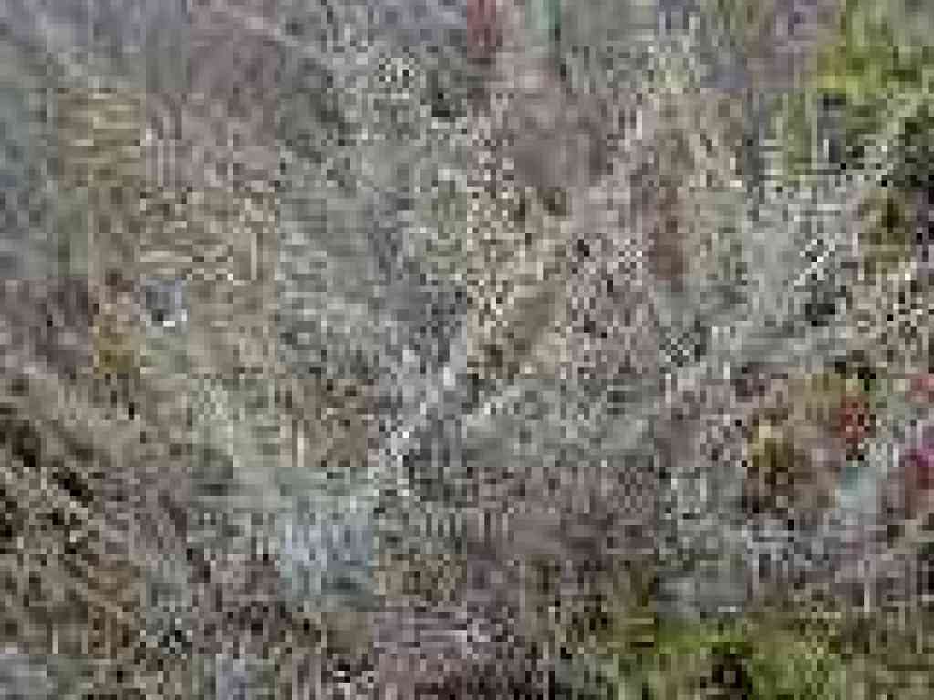 Sagebrush
