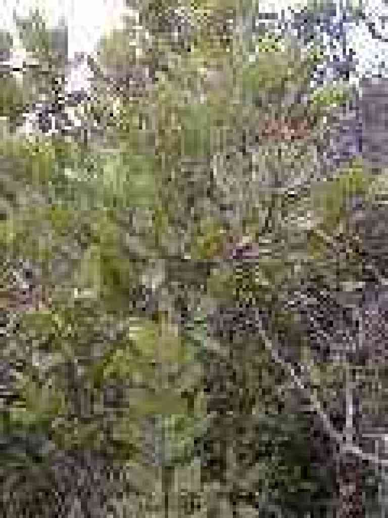 Toyon