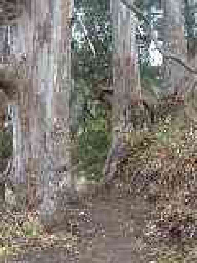 Eucalyptus