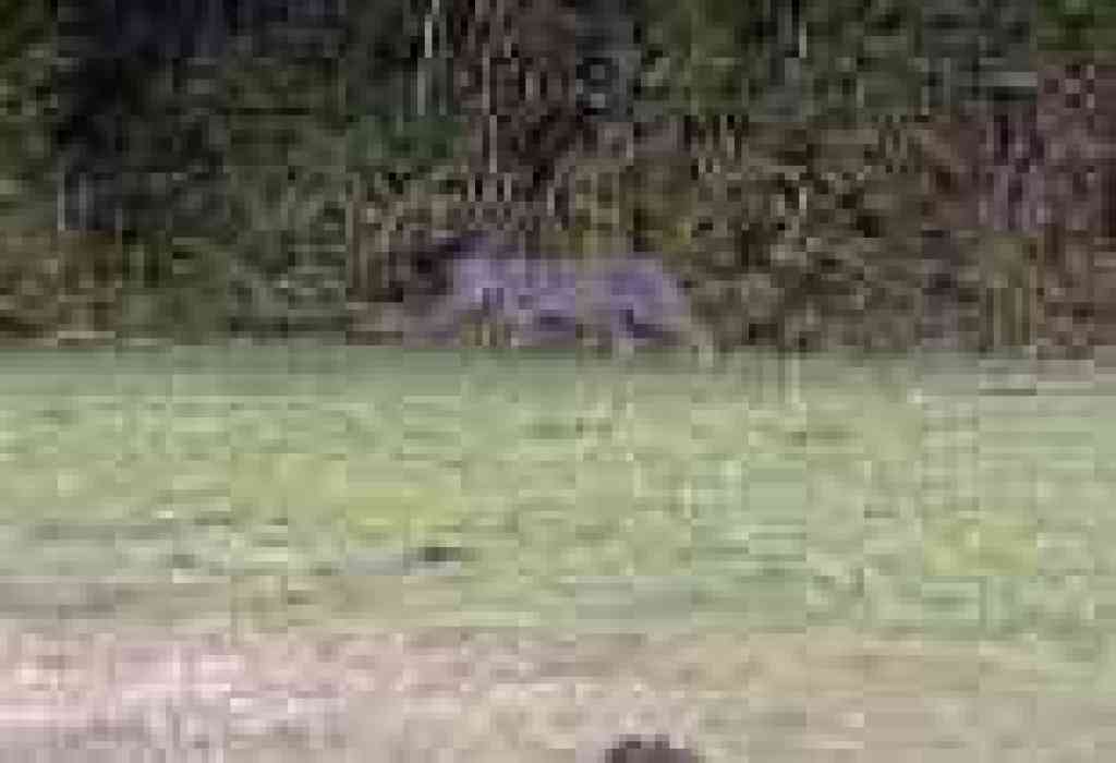 Bobcat