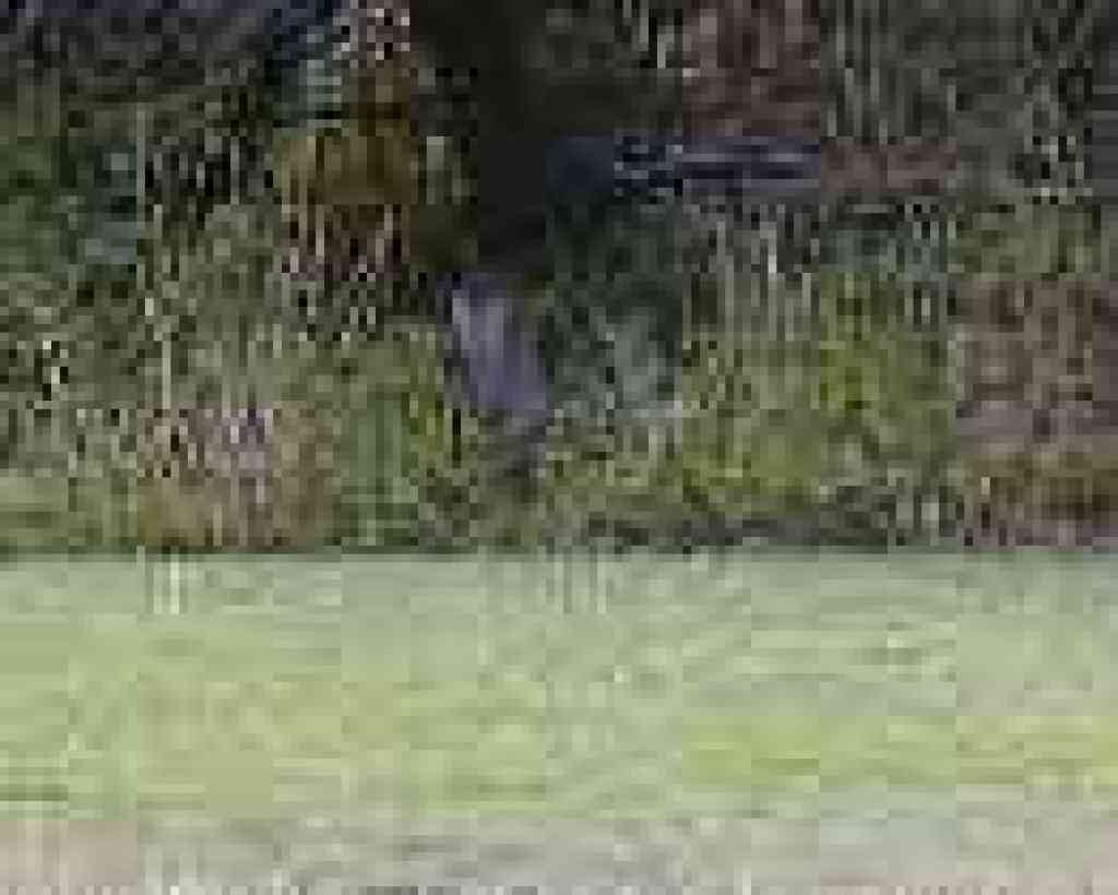 Bobcat