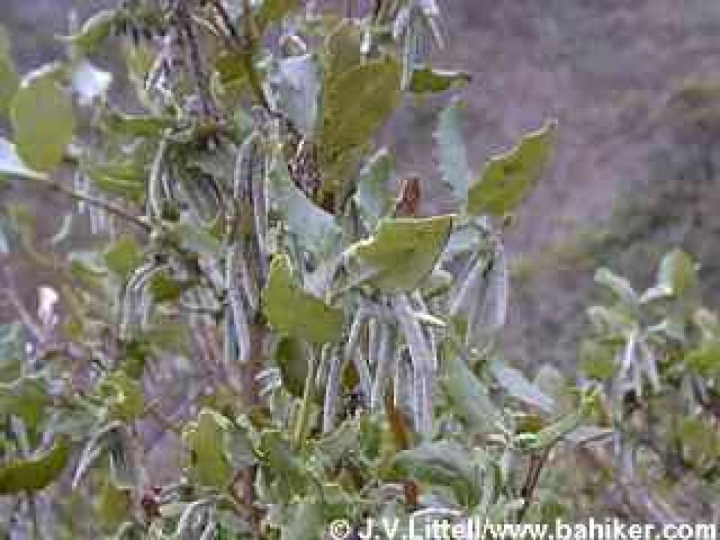Buds on a silktassel in winter