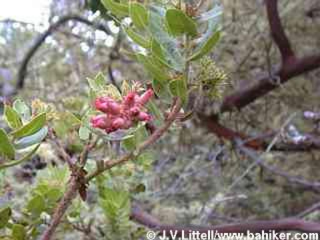 Manzanitas are common at San Pedro Valley Park