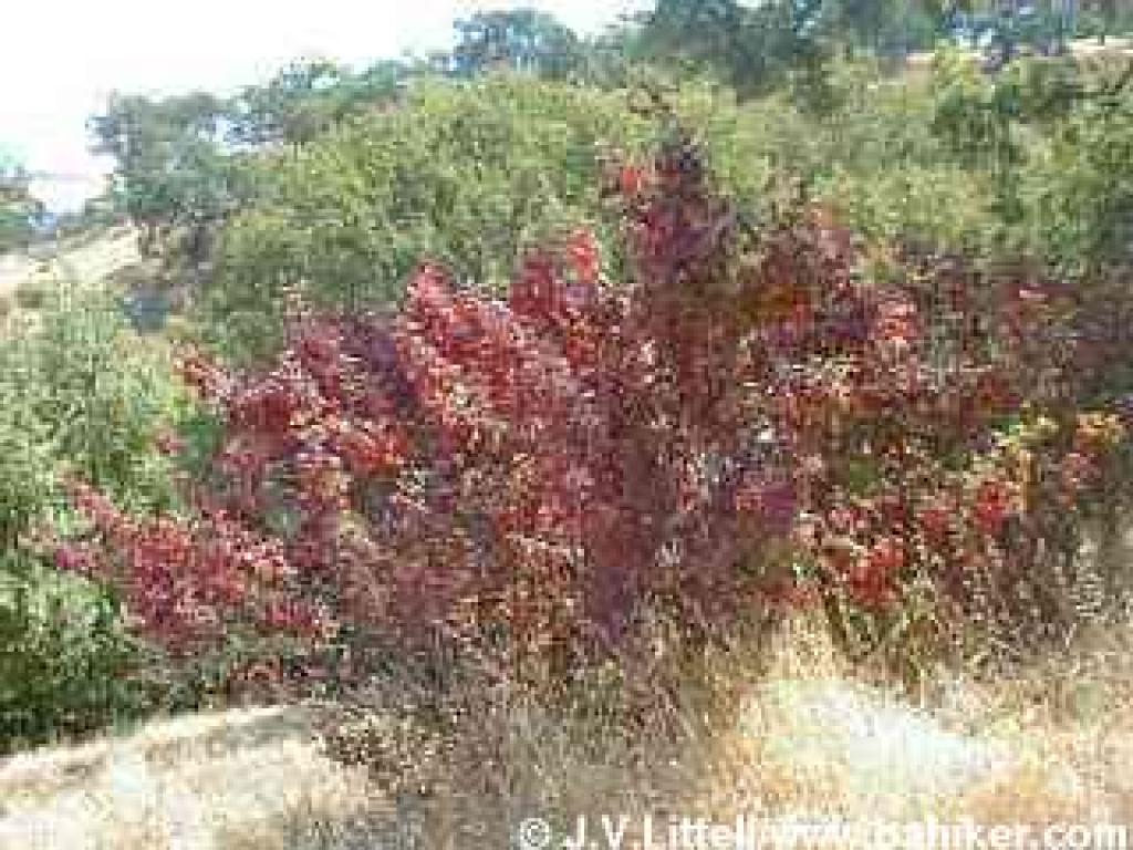 Poison oak photo