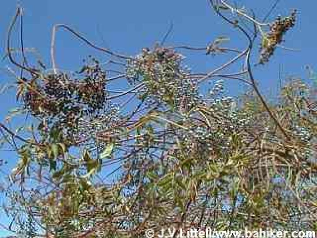 Blue elderberry photo