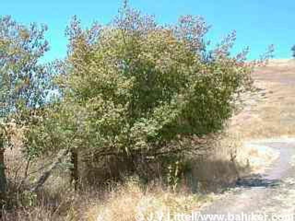 Large coffeeberry shrub
