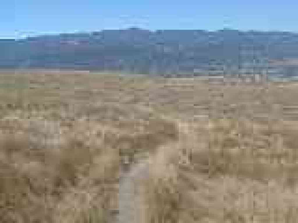 Path through grassland