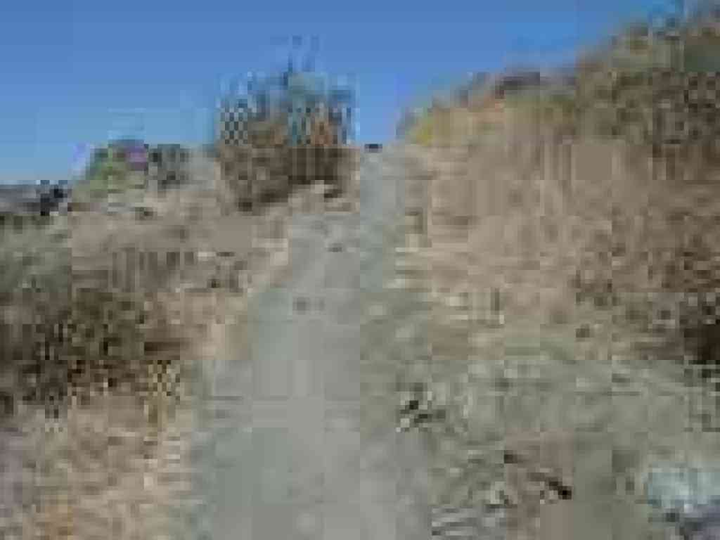 Black sage on the side of the trail