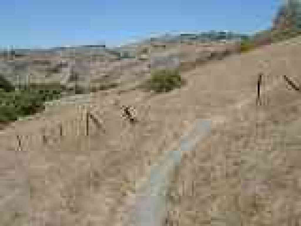 Poison oak lines the creekbed
