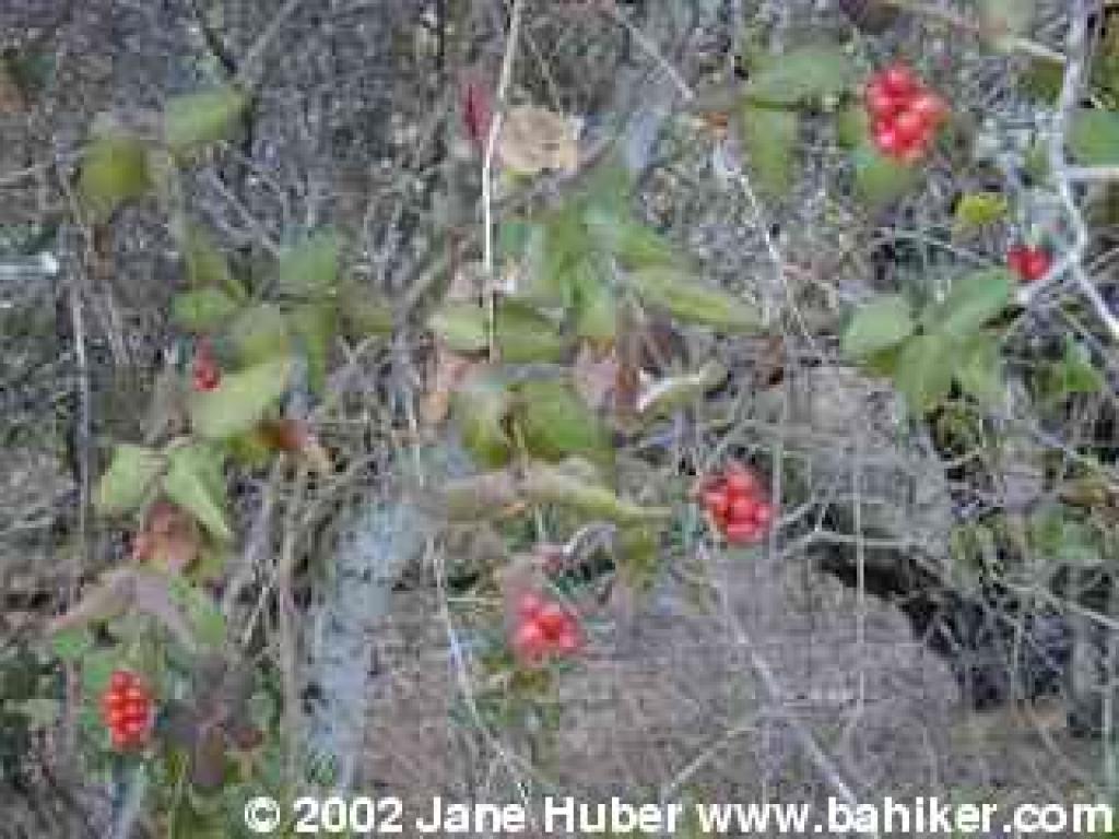 Honeysuckle