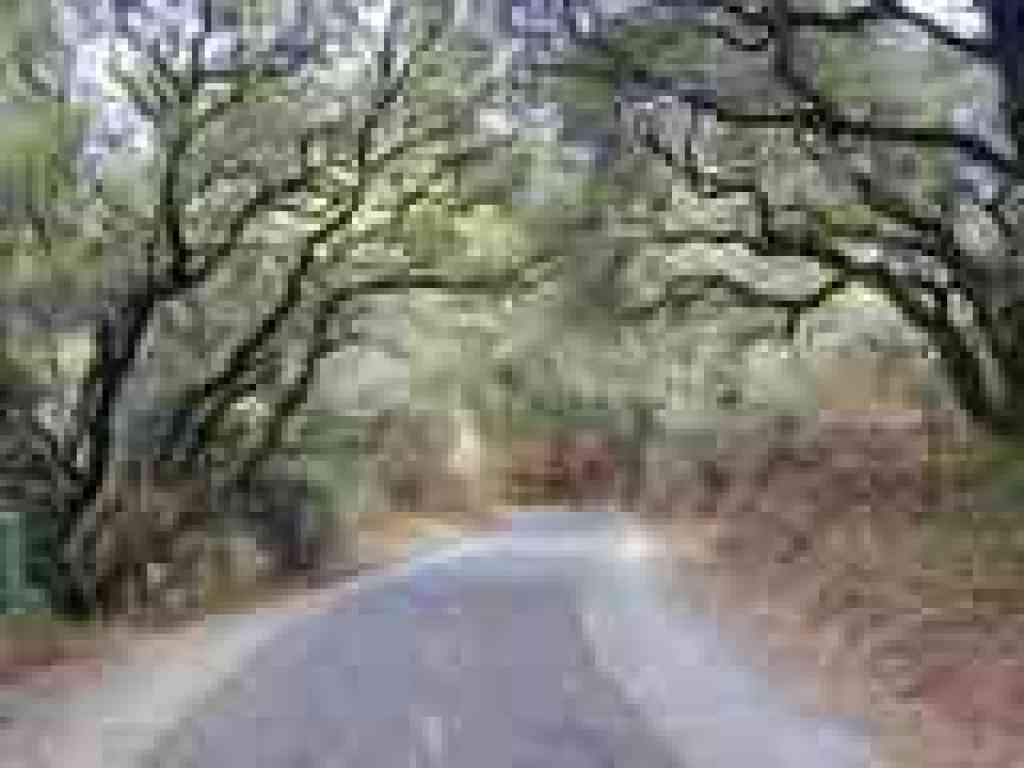 Coast live oaks arch over the trail