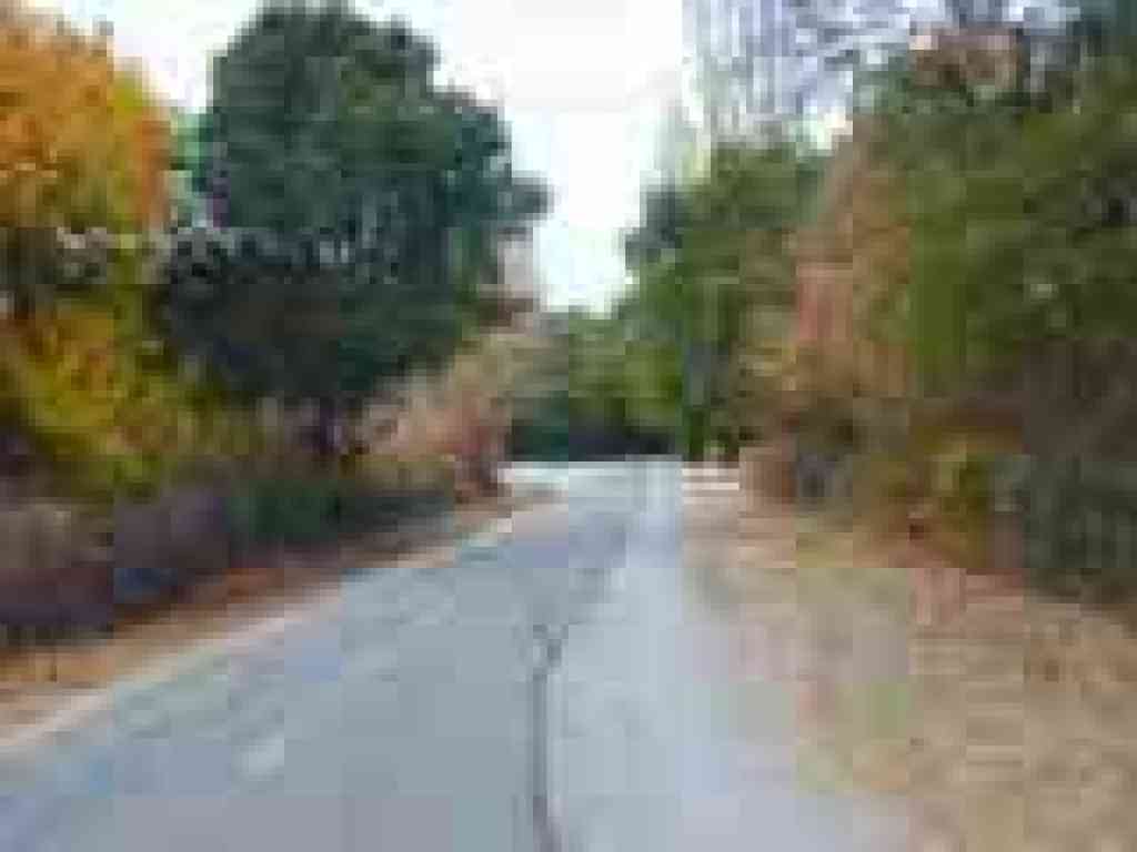Foliage along the trail