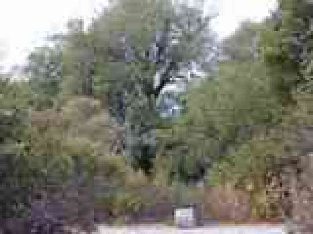 Jepson Laurel