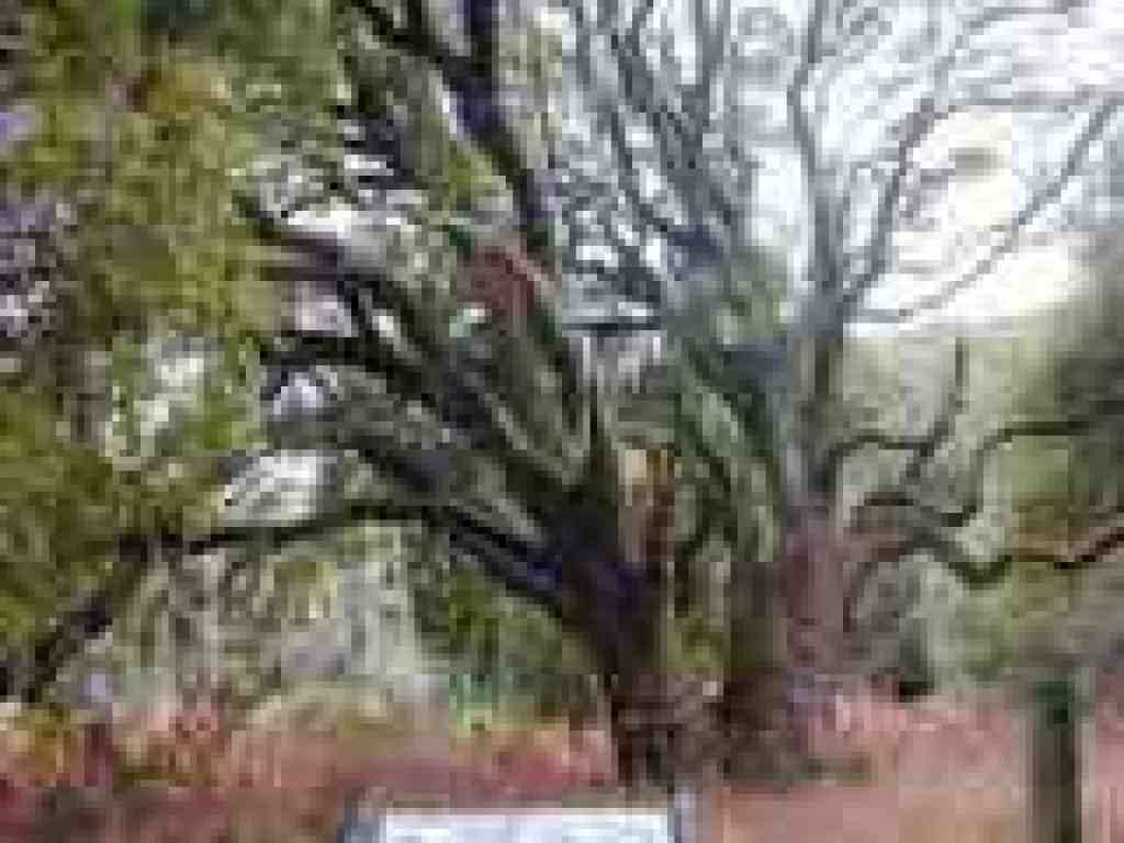 Jepson laurel