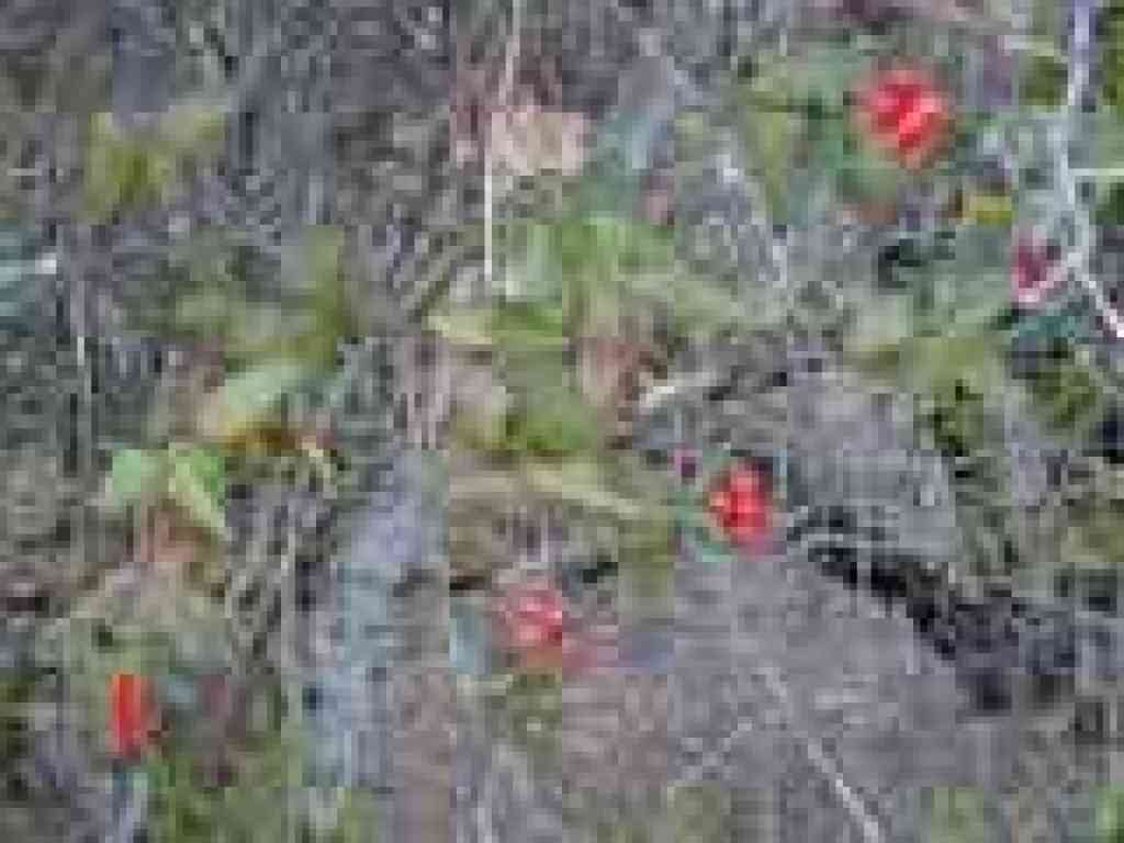 Honeysuckle