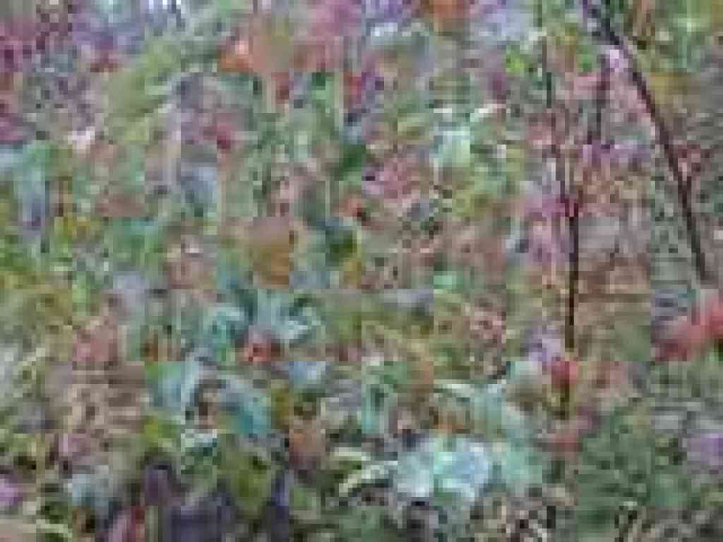 Dogwood