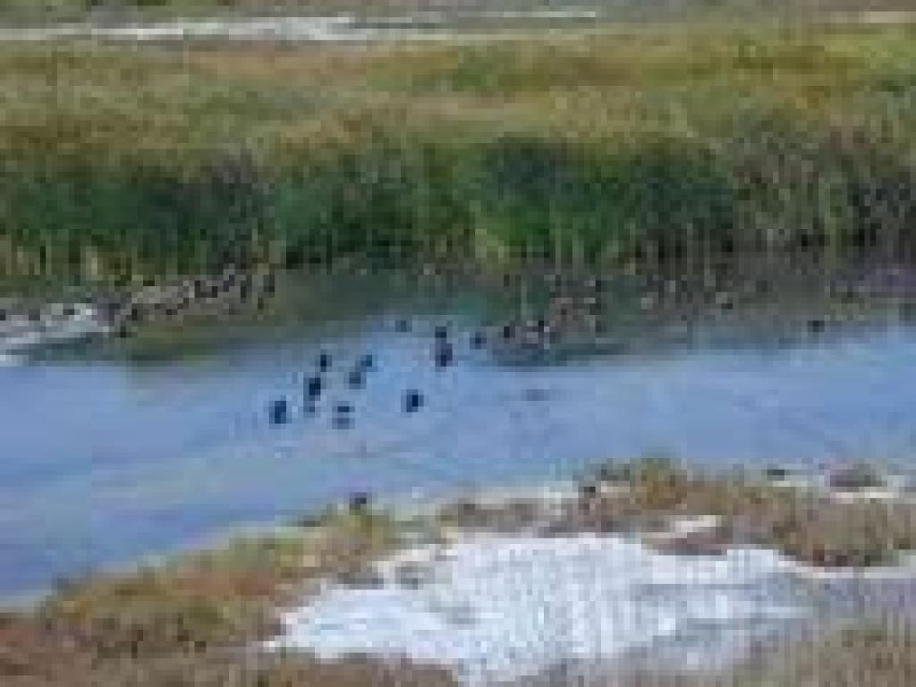 Ducks