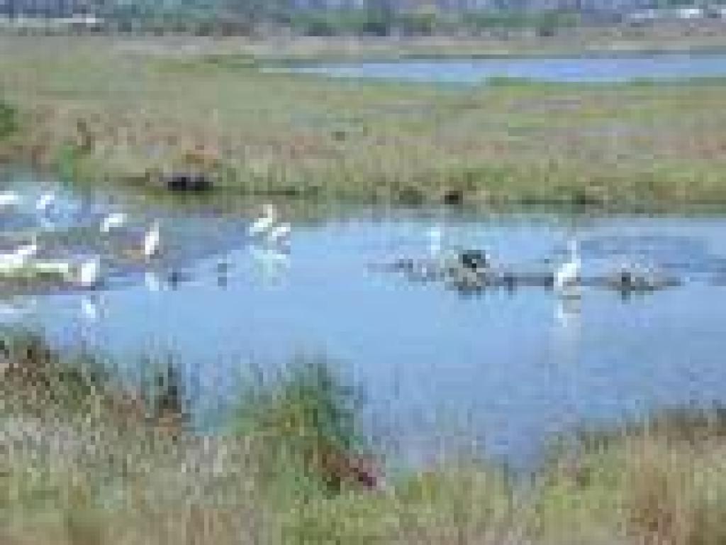 White pelicans