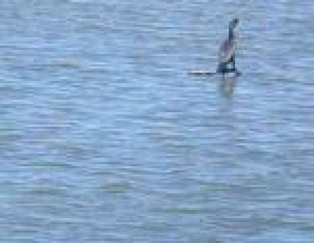Cormorant