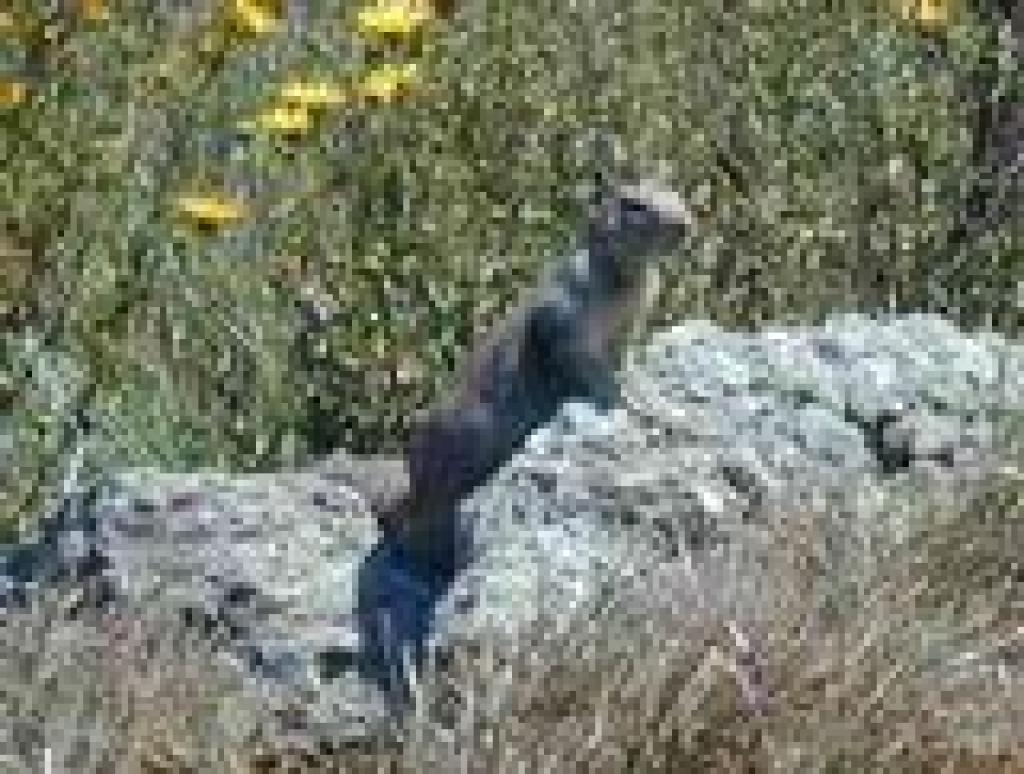 Squirrel