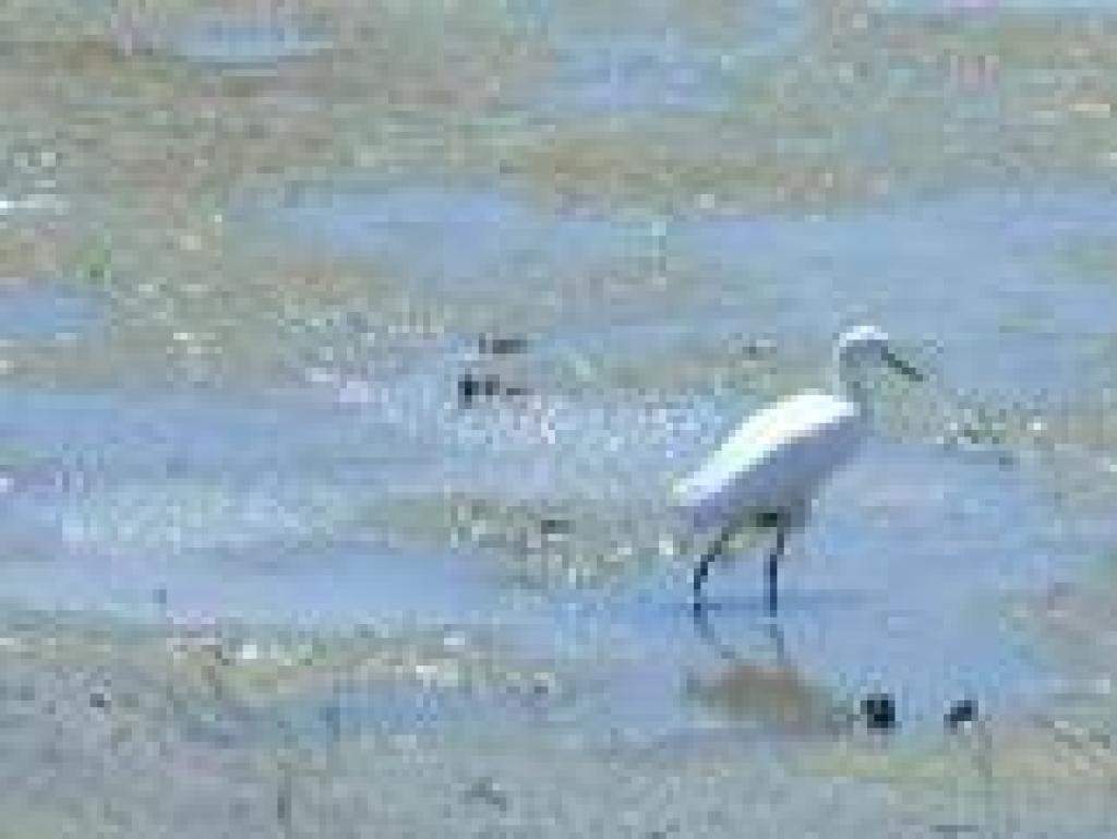 Egret