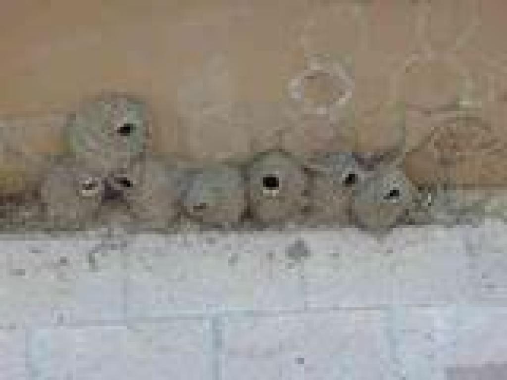 Nests