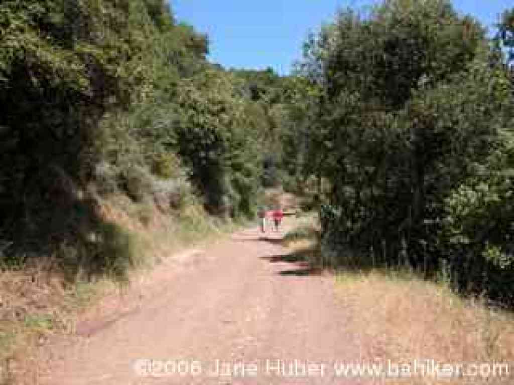 Woods Trail