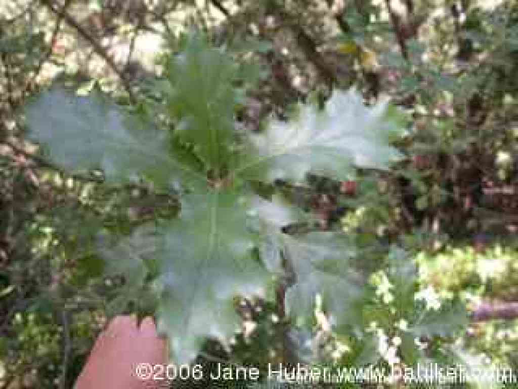 Oracle oak photo