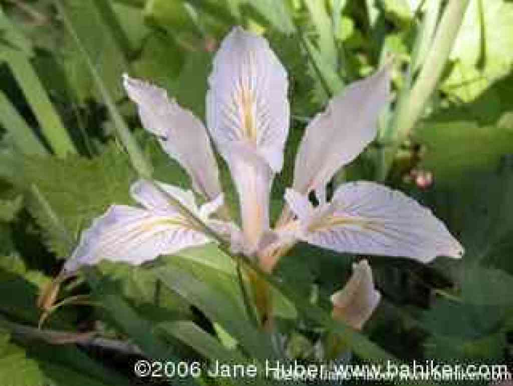 Ferdinand's iris photo
