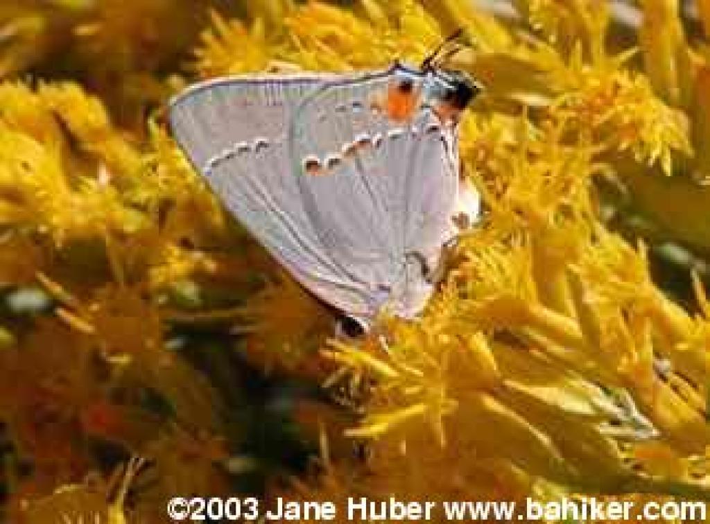 Gra hairstreak