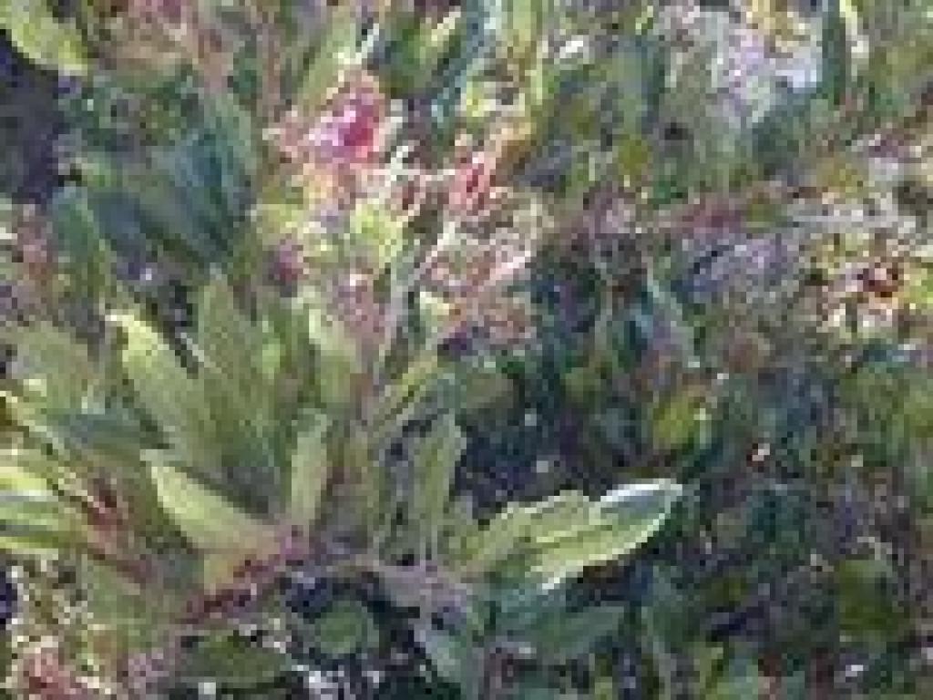 Toyon
