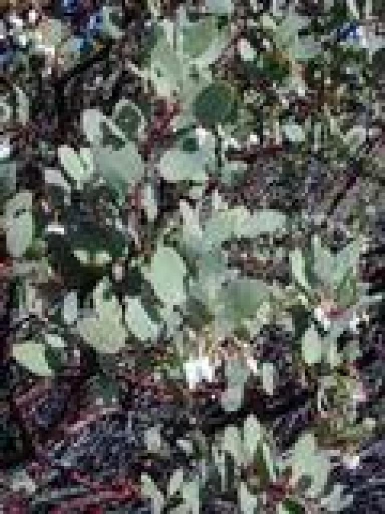 Manzanita