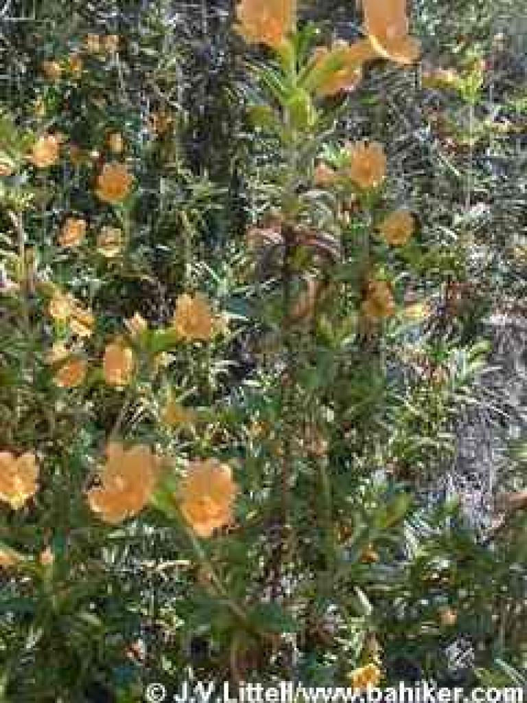 Monkeyflower photo