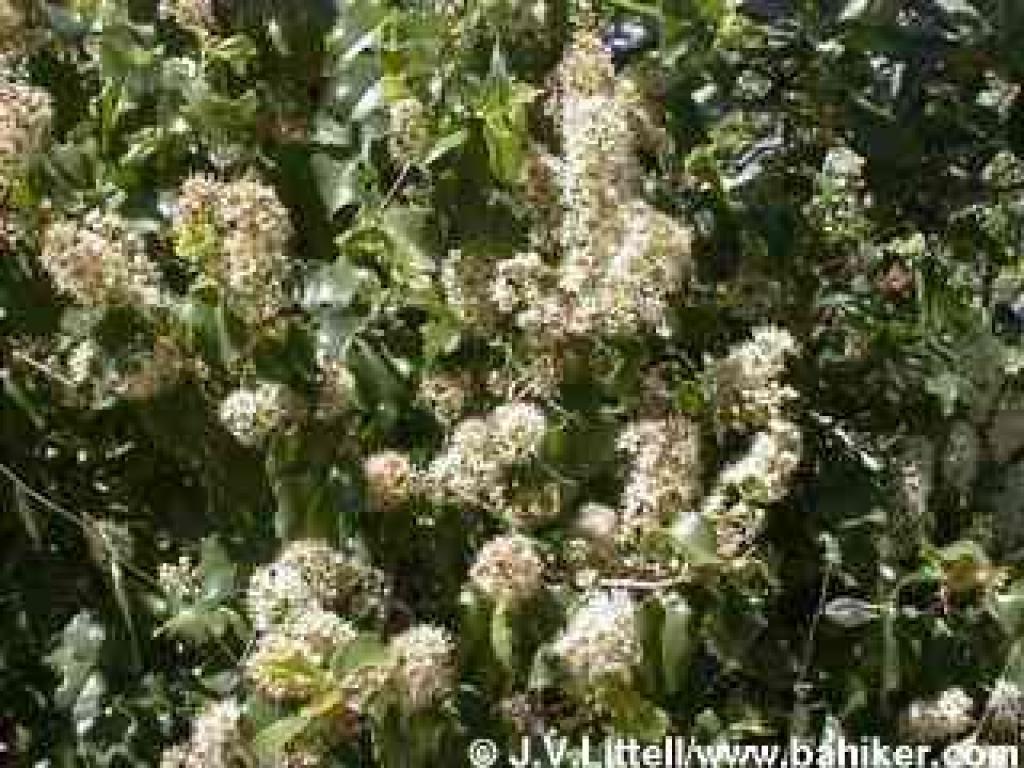 Holly-leaf cherry photo