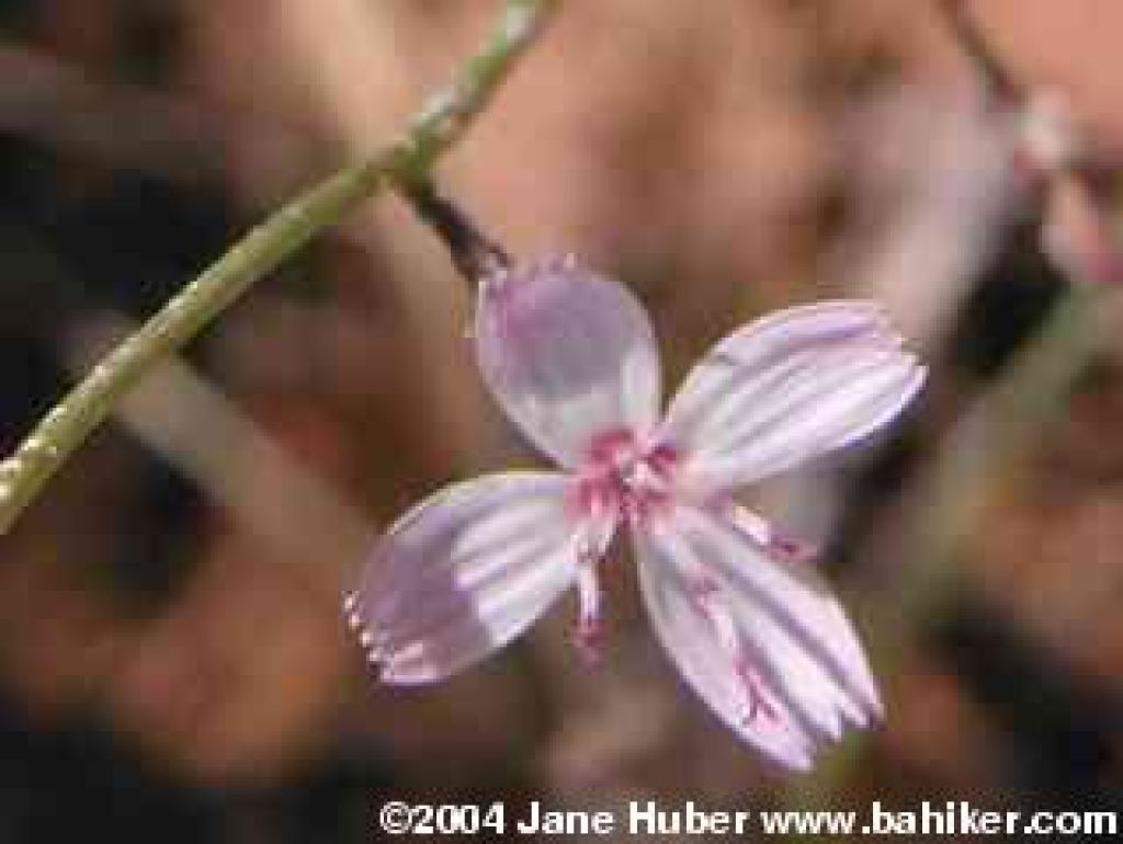 Tall stephanomeria