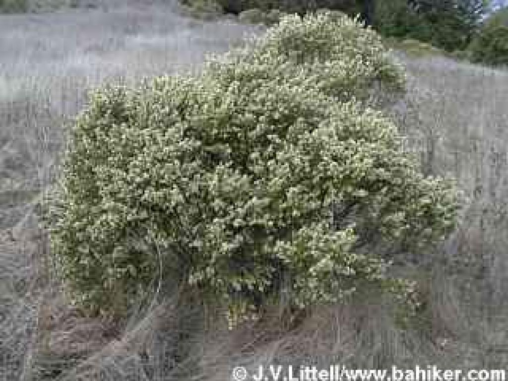 Coyote brush photo