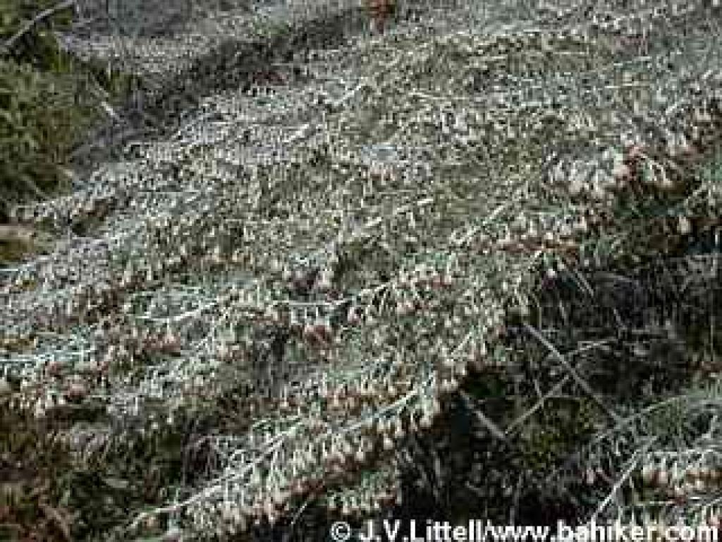 Sagebrush photo